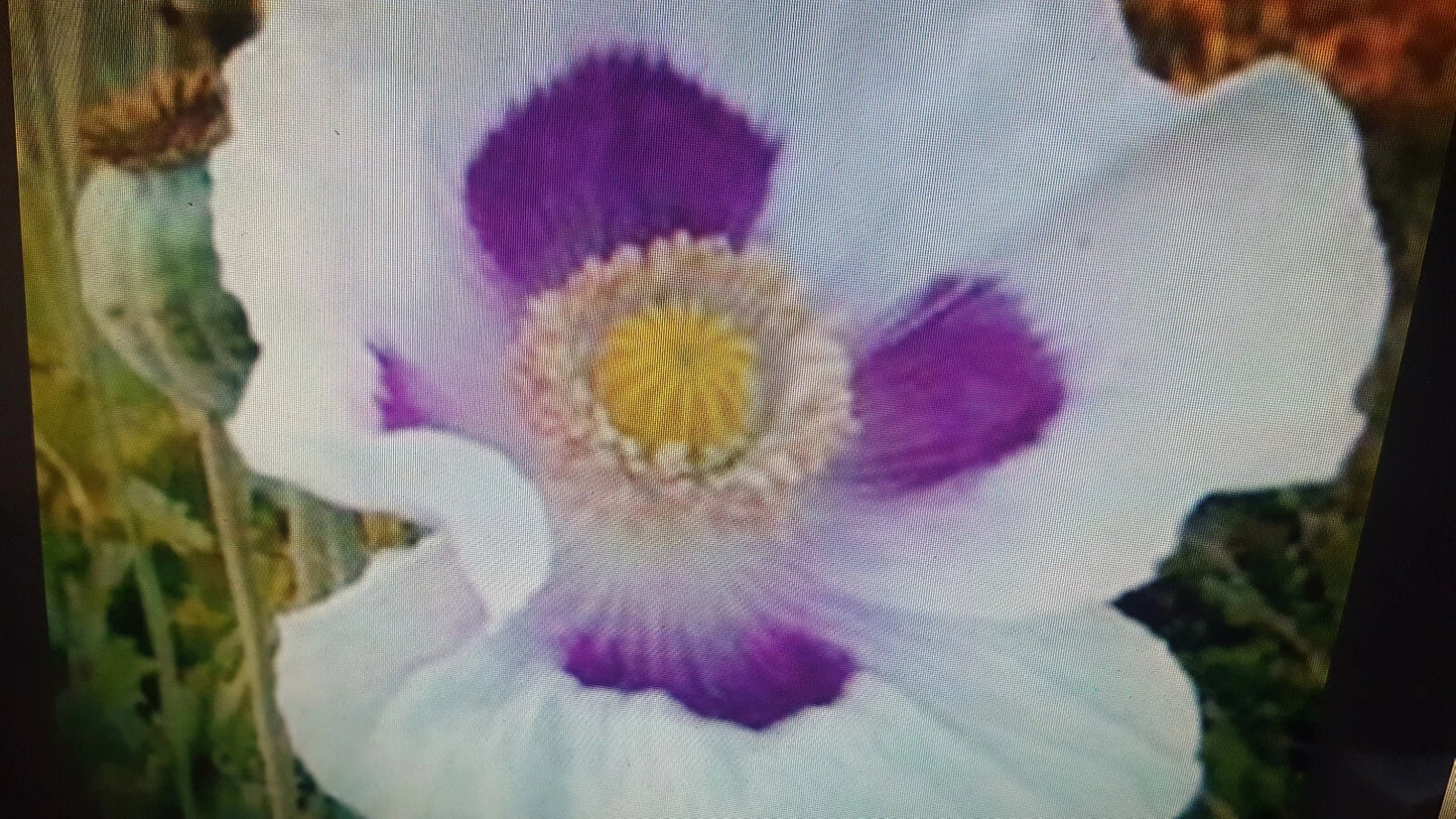 Poppy Seeds 1 lb White Purple Flower Seeds Papaver somniferum