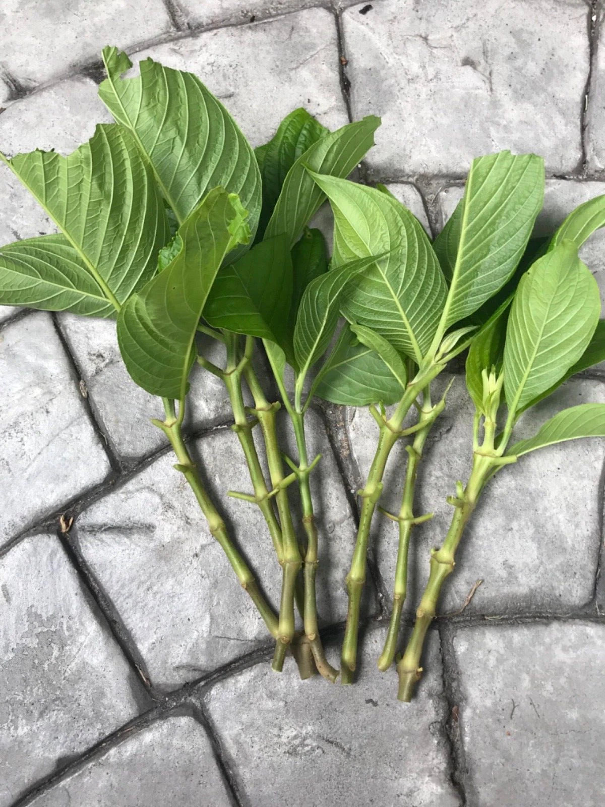 Brazilian Red Cloak Cuttings | 7 Fresh Unrooted Starts | Megaskepasma erythrochlamys | Tropical Flowering Shrub