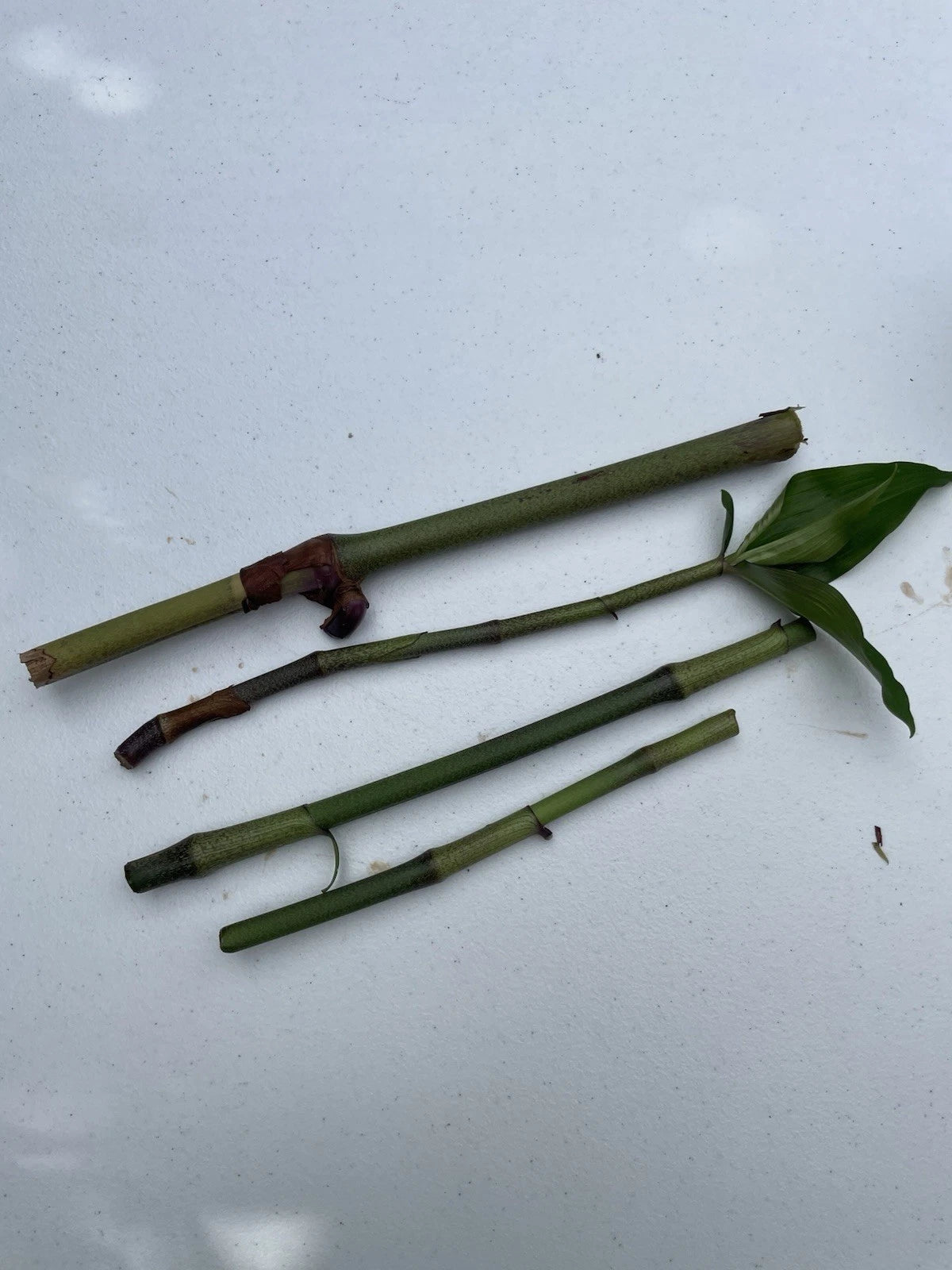 Blue Ginger Plant Cuttings 8pcs | Hawaii-Grown Dichorisandra thyrsiflora | Tropical Live Plants | Rare Blue Flowers | Rooting Stock