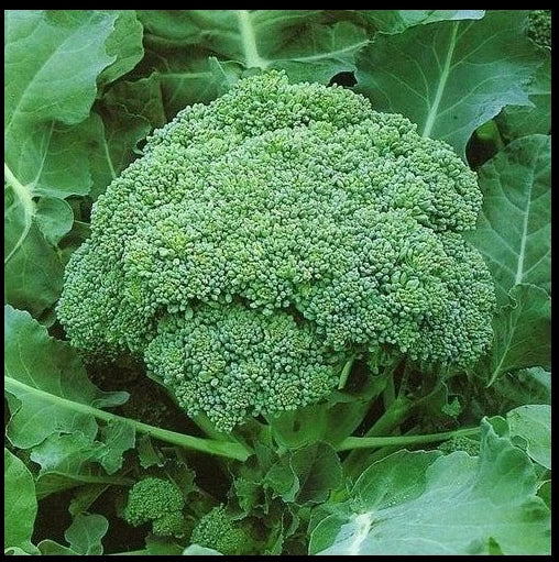 Calabrese Broccoli Seeds 500-4000 Heirloom Green Sprouting Non-GMO Brassica oleracea