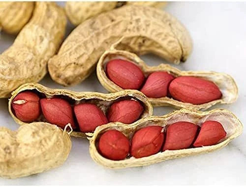 peanut seeds for planting near me Tennessee Red Peanut Seeds - 20 Count - Arachis hypogaea