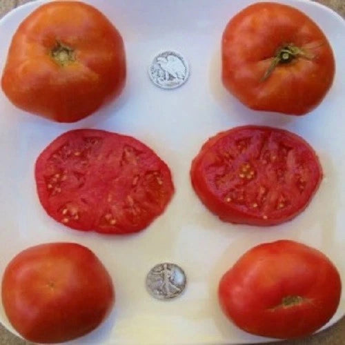 Brandywine Red Beefsteak Tomato Seeds - 25 Fresh Seeds - Solanum lycopersicum