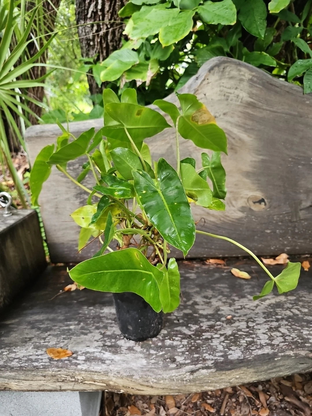 XL Philodendron Burle Marx Plant - Green Leaf - Rooted Multi Grow