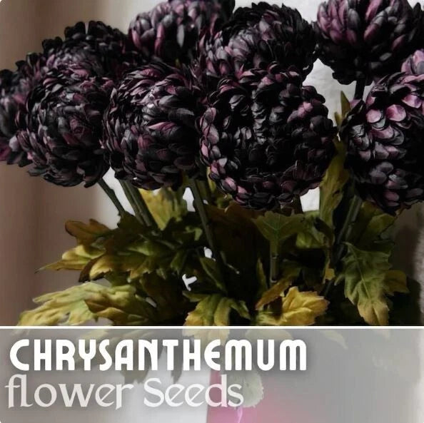 Twilight Plum Mum Seeds - 200+ Chrysanthemum Flower Seeds, Annual Bloom, Purple Mum Variety, Ideal for Gardens