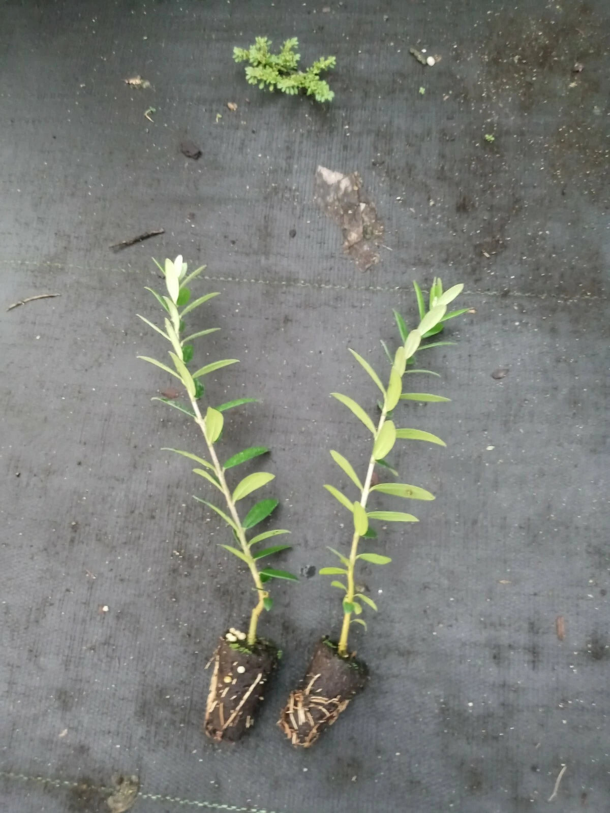 Arbequina Olive Tree Starter Plant | 1 Live Young Tree | Cold Hardy, Self-Pollinating | Fresh Olives & Oil | Easy Grow in Pot or Garden