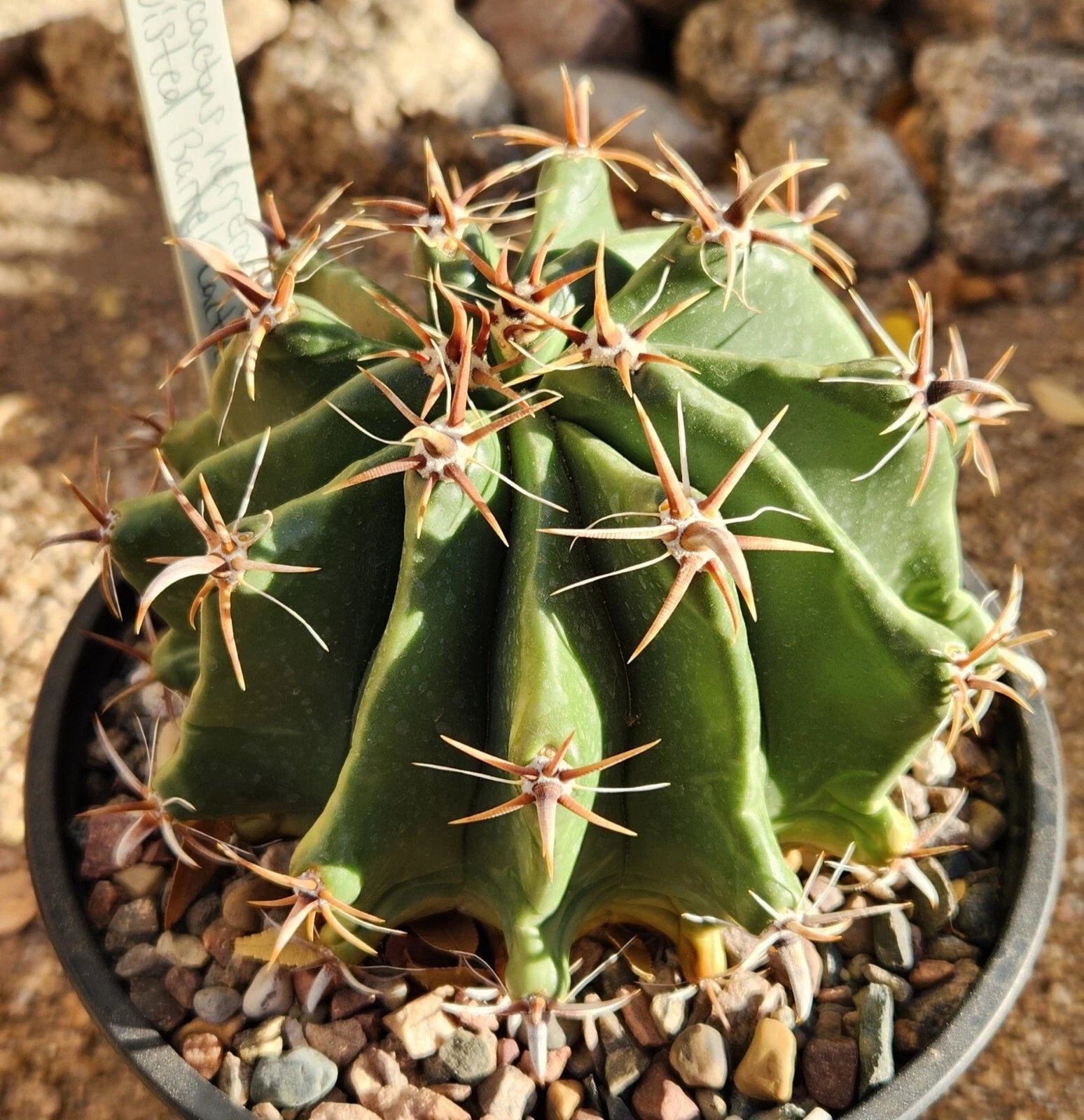 succulent barrel Ferocactus Herrerae Var Brevispinus Barrel Cactus Live Rooted Plant,  Succulent, Drought-Tolerant Cactus, Ideal for Indoor/Outdoor – Jayme Garden