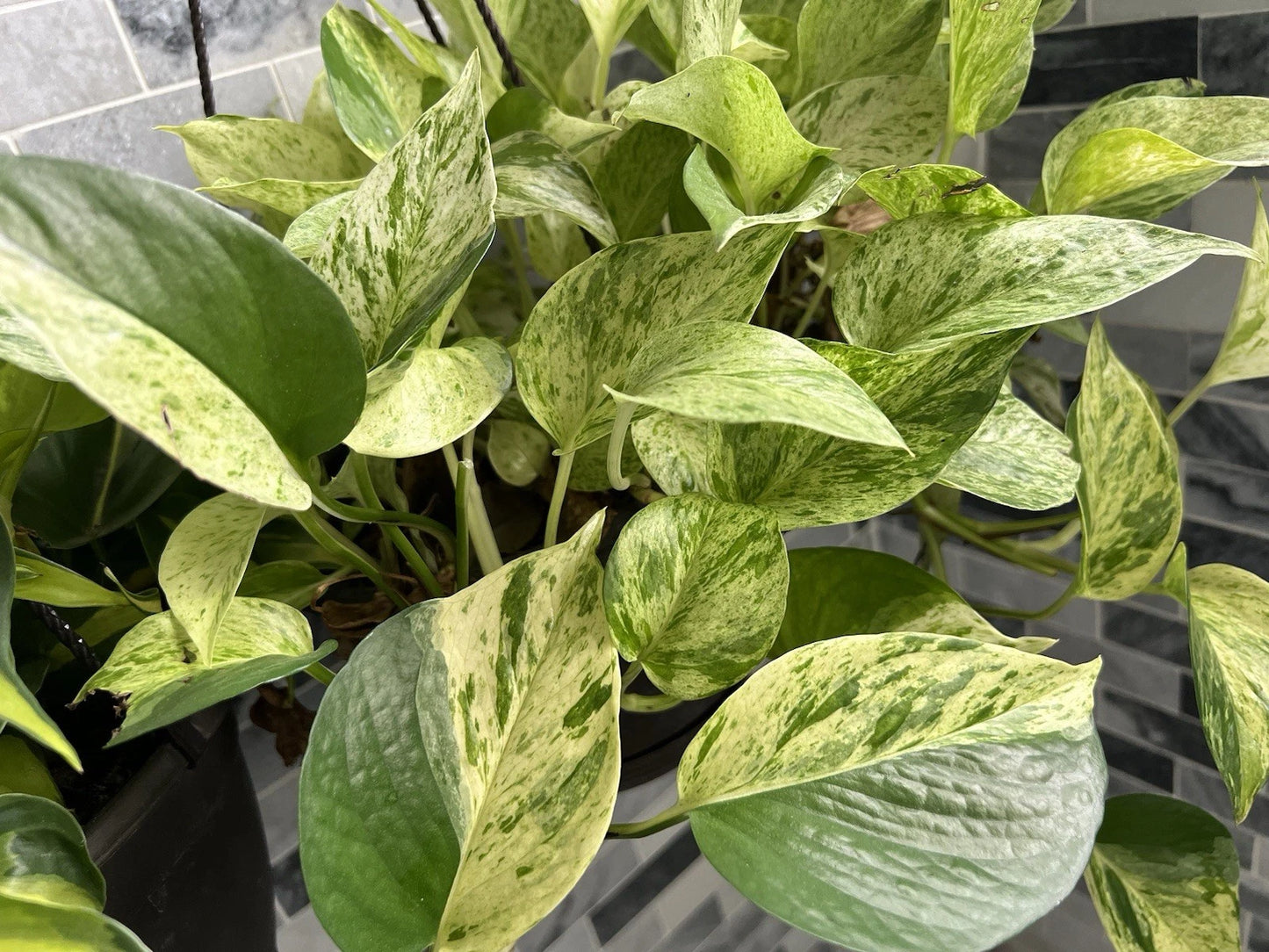 Marble Queen Pothos Cuttings Bundle - 3 Variegated Tropical Trailing Plants - Epipremnum aureum