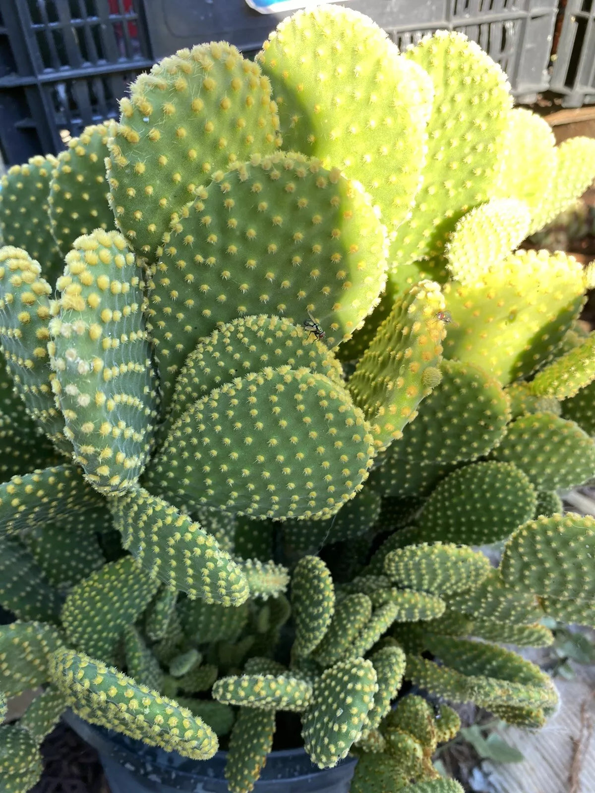 bunny ear succulent Opuntia Microdasys Cactus Cuttings - 3 Bunny Ears Succulent