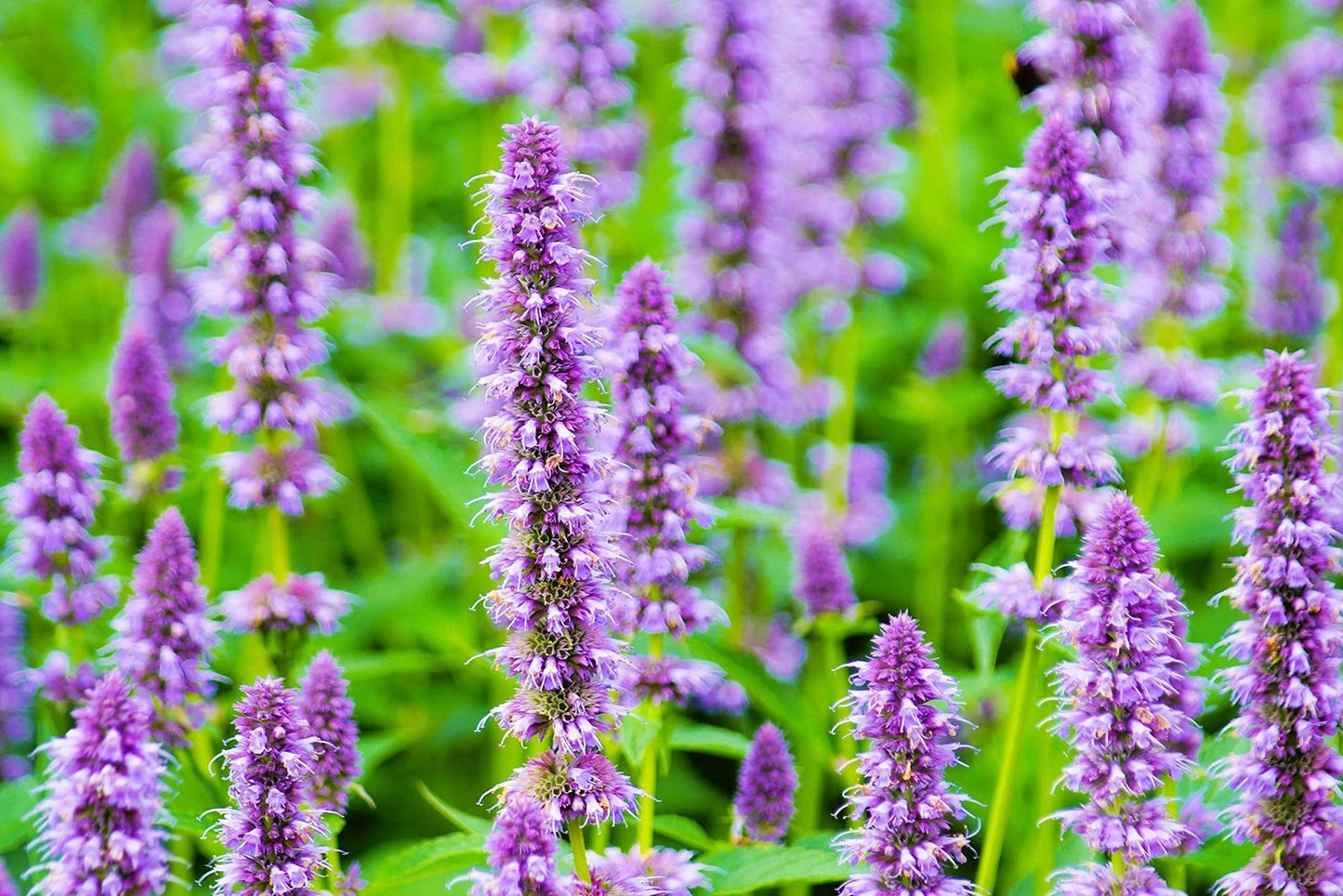 Anise Hyssop Seeds - 500 Count - Stunning Wildflowers - Agastache foeniculum