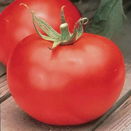 Big Boy Tomato Seeds - F1 Hybrid - Heirloom Non-GMO - Burpee's 1036