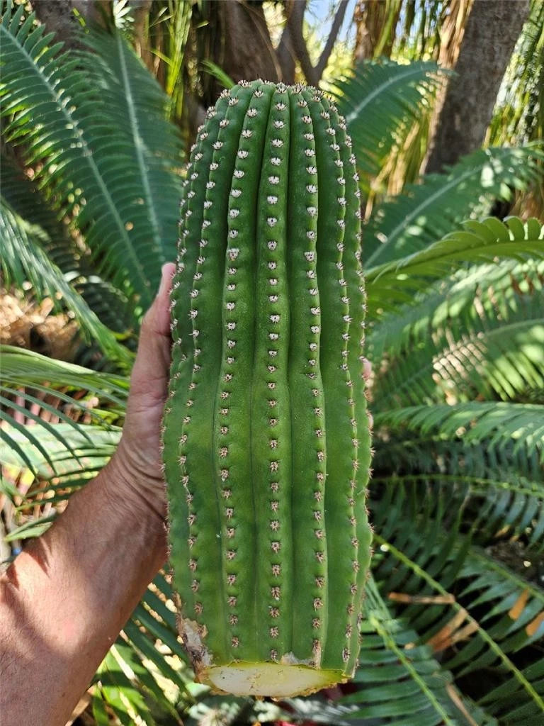 Echinopsis Hybrid Riverside Cutting | Large Unrooted 12x4 Inch | Cactus  Plant