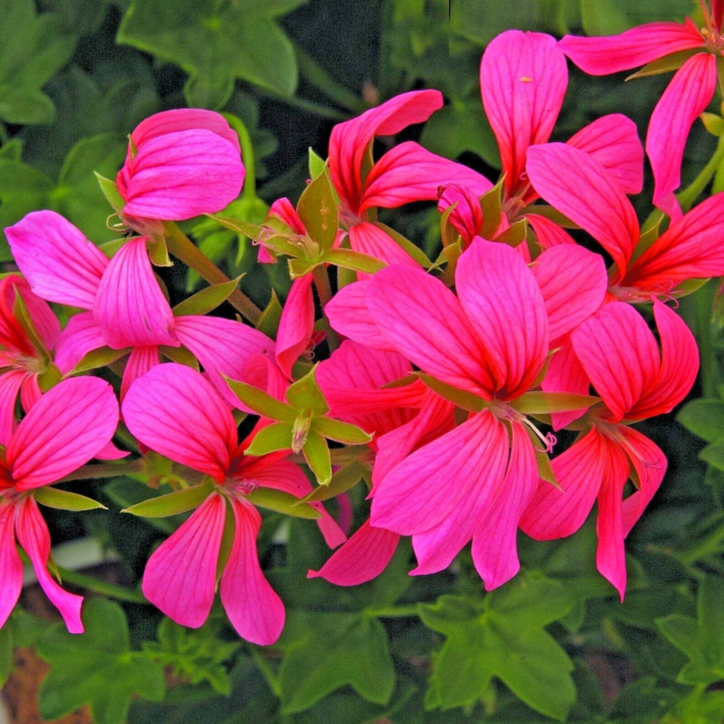 Geranium Pelargonium 6" Unrooted Cuttings Cascade Pink Ivy Plant Pelargonium peltatum 'Cascade Sofie'