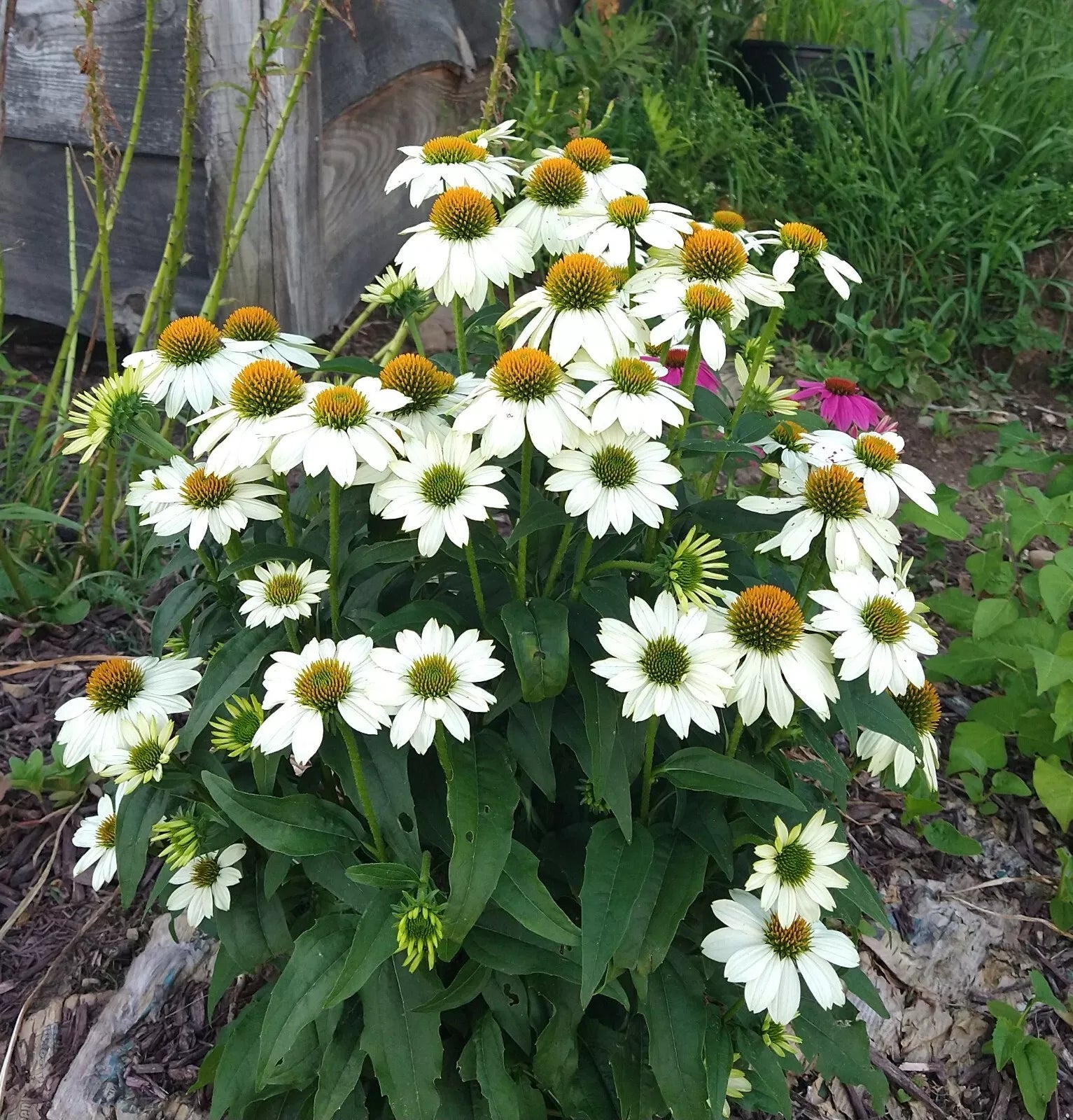 pow wow echinacea seeds Echinacea "Pow Wow White" Live Perennial Starter Plants, 4 Plugs, 16-2 –  Jayme Garden