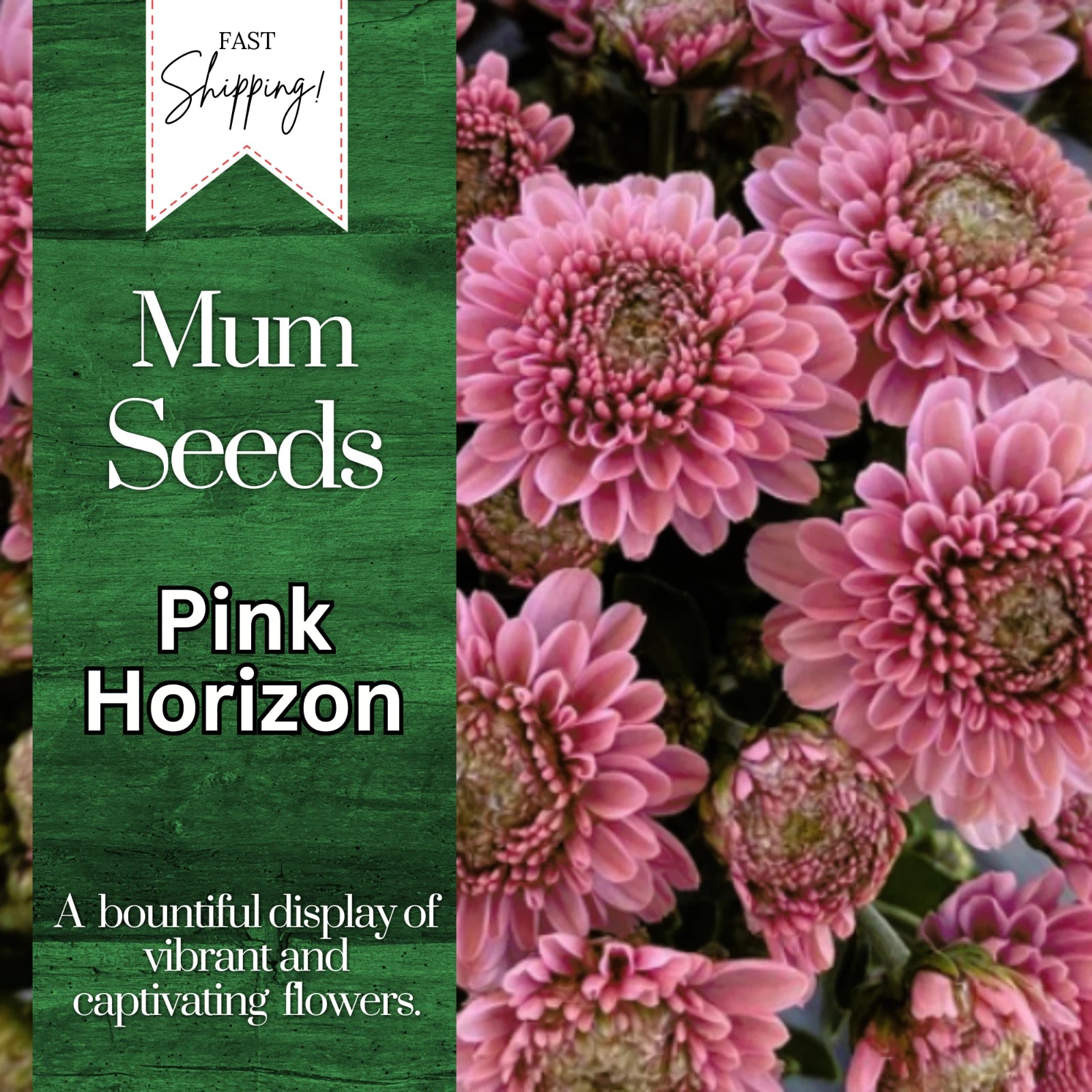 Pink Horizon Mum Seeds | 200+ Flower Seeds | Chrysanthemum