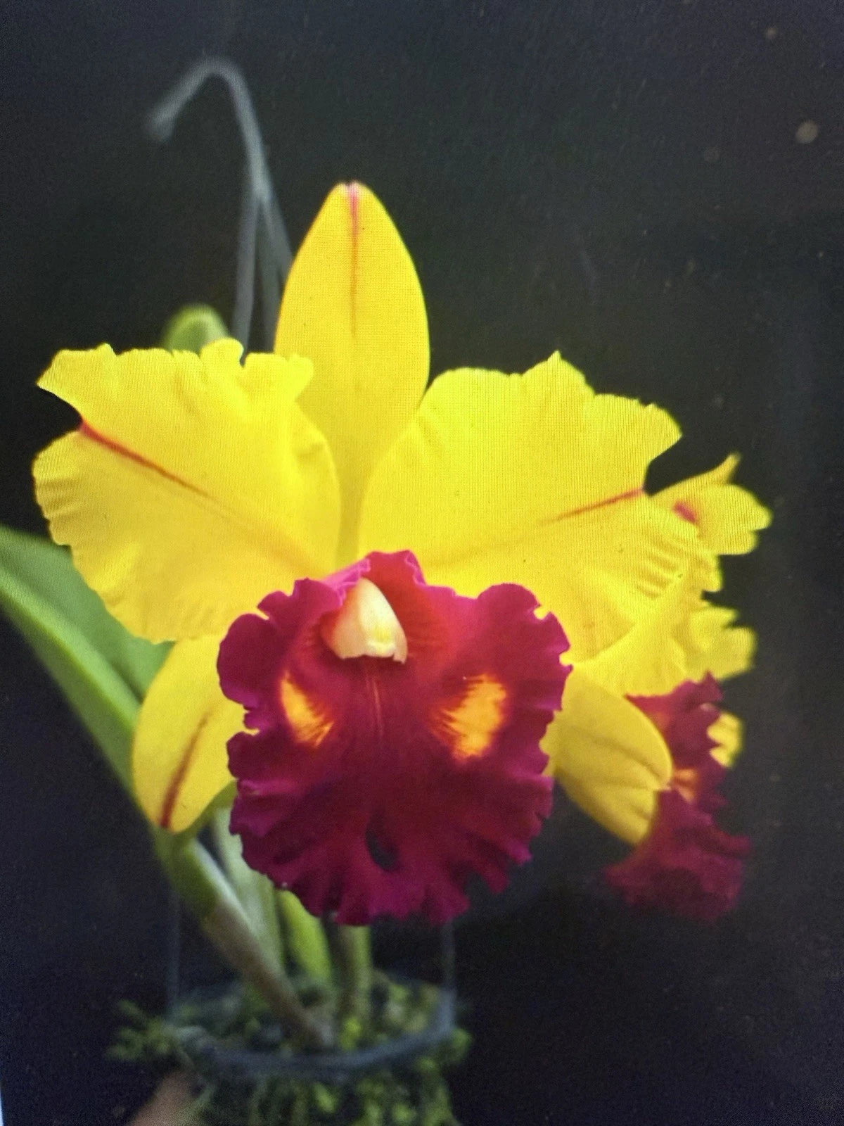 Orchid Plant 2