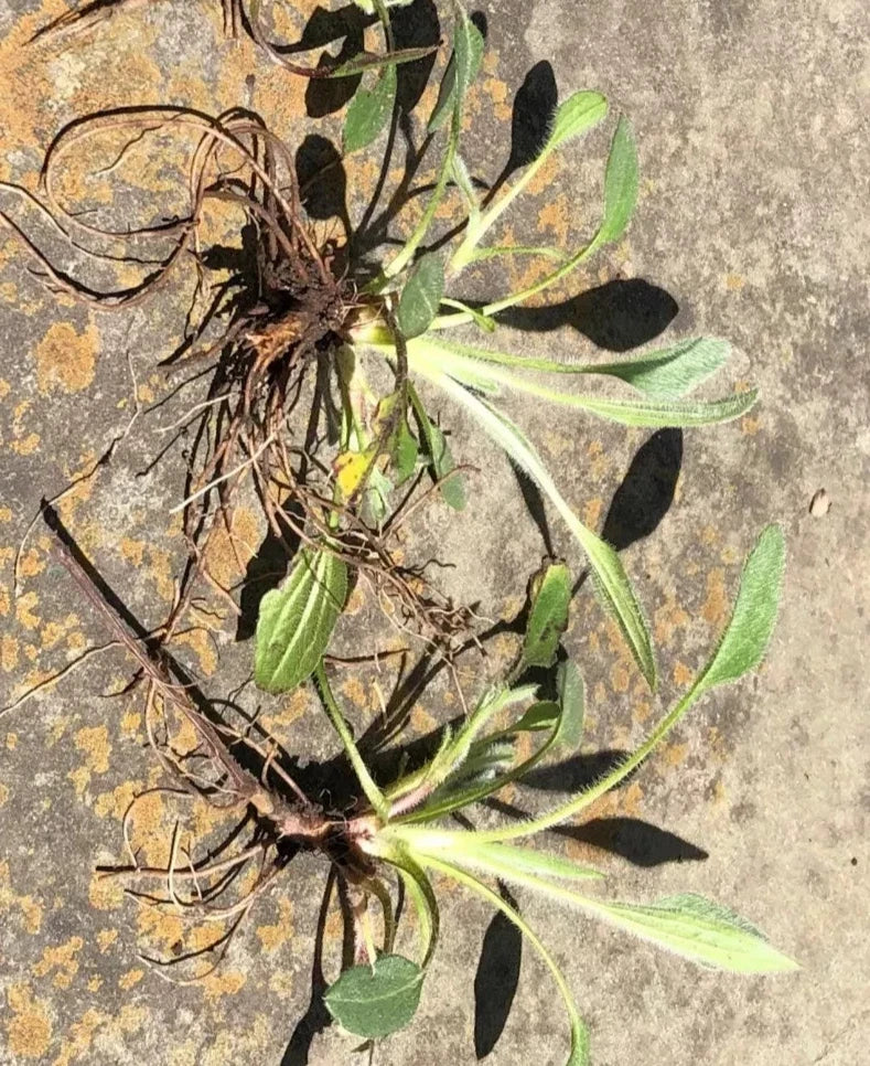 3 Black-Eyed Susan Plants | Bare Root | Bright Yellow Flowers | Rudbeckia hirta | Perennial Wildflower | Pollinator-Friendly Garden