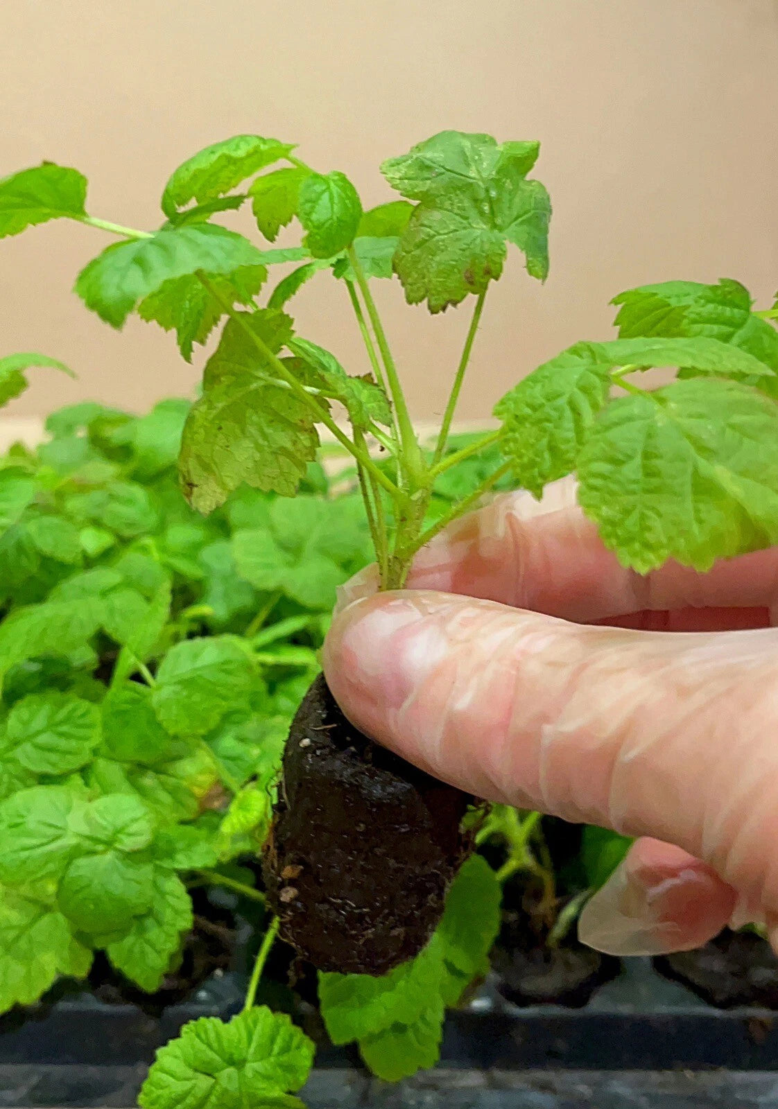 2 Fall Gold Raspberry Plants | Rubus idaeus | Live Bare Root Berry Bushes | Sweet Yellow Fruit for Garden, Patio, or Home Orchard
