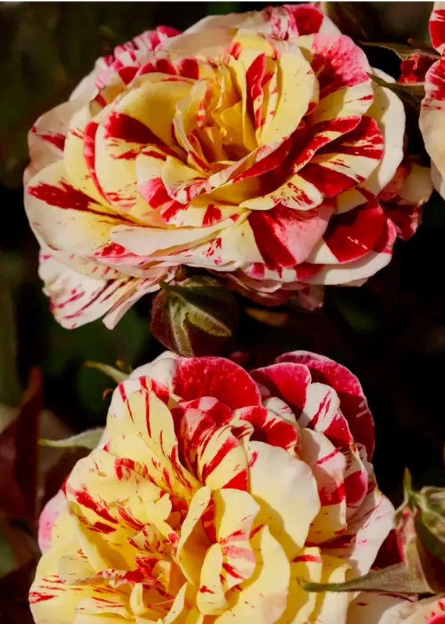 1 George Burns Rose Starter Plant | Floribunda Striped Rose Bush | Red Yellow Pink Cream Multi Color Bloom | Live Bare Root Garden Rose