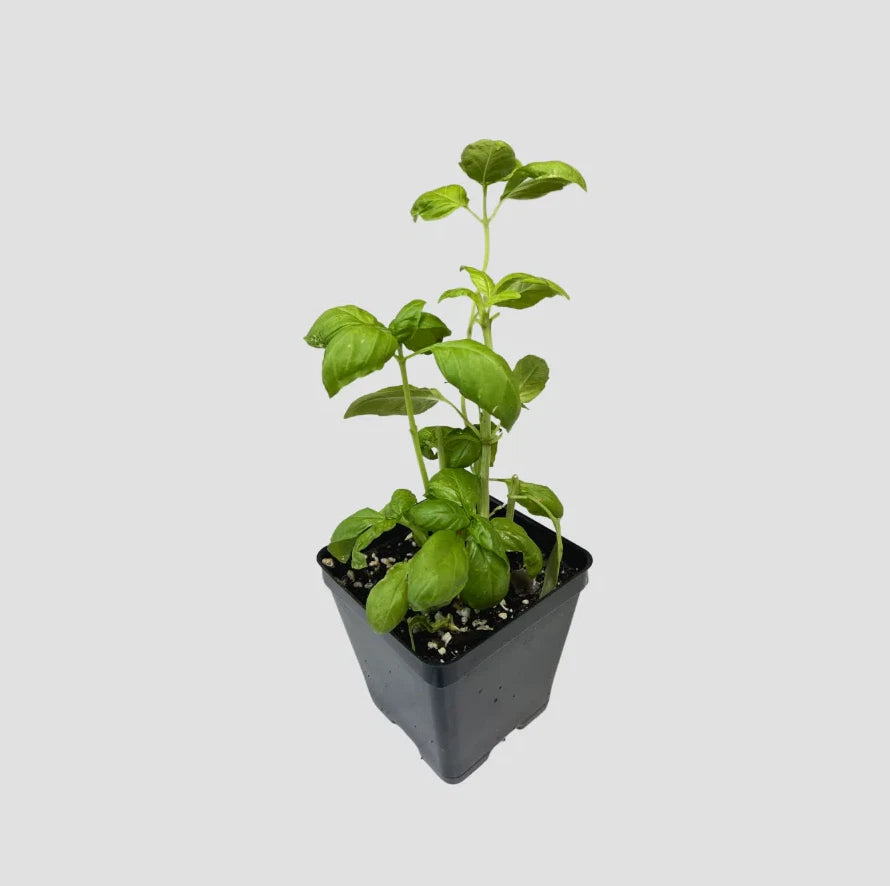 Italian Sweet Basil Live Plants USDA Certified Organic Large Leaf Basil 2 Rooted Plants 5 to 11 Inch Free Shipping