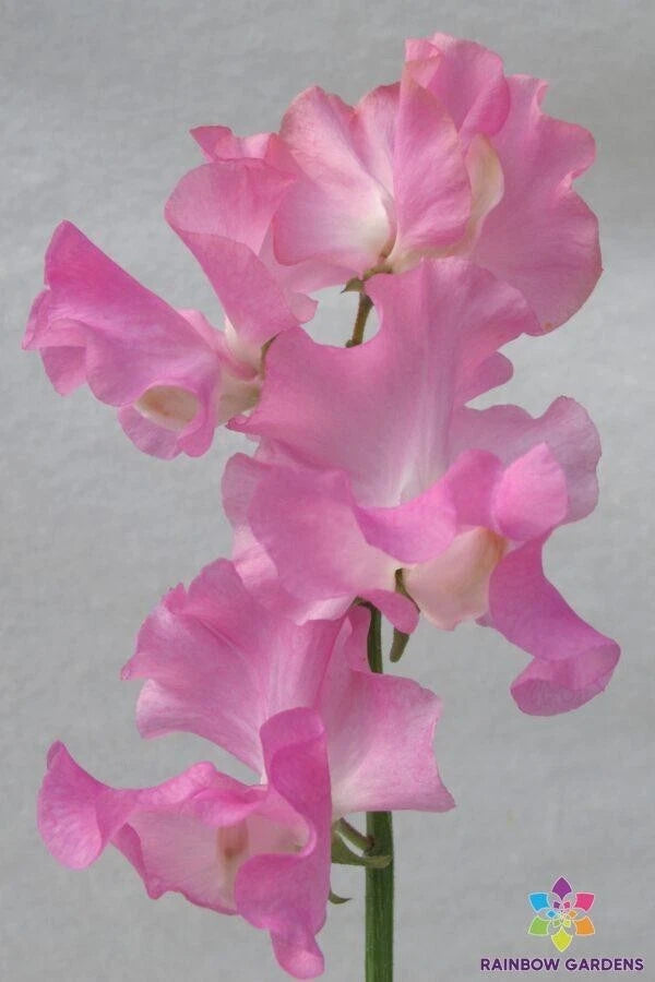 Bill's Choice Sweet Pea Seeds - 50+ Pack - Heirloom Garden Variety - Lathyrus odoratus - USA