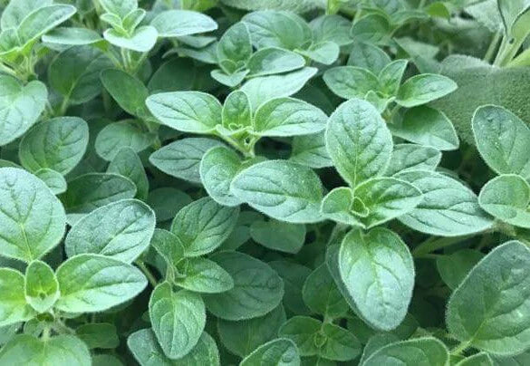 Italian Oregano Seeds 500+ Heirloom Origanum vulgare Healthy Tasty Pizza Herb USA