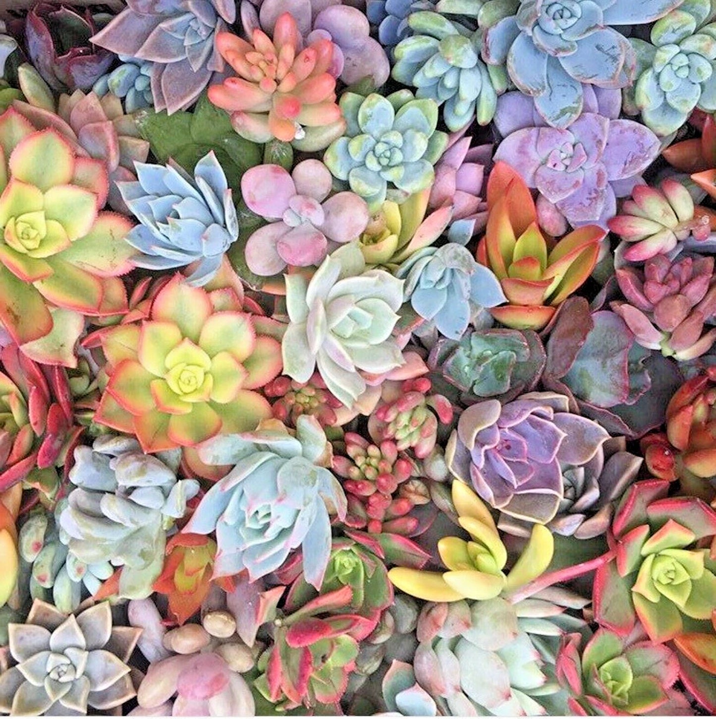 10 Mixed Live Unrooted Succulent Cuttings, Rosettes, Pastels & Red Jade - Ideal for DIY Arrangements