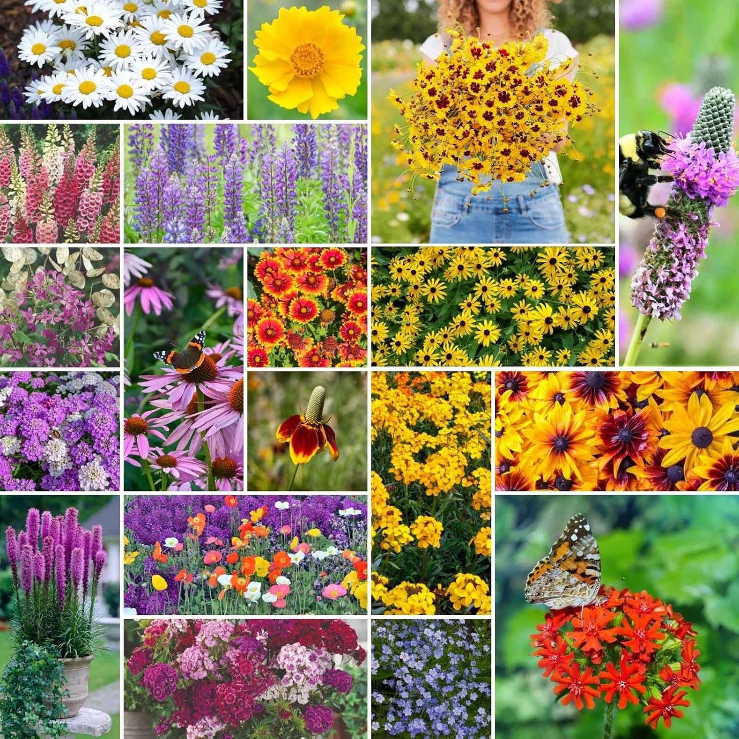 All Perennial Wildflower Mixed Seeds, 5 lb, Eden Brothers, Non-GMO, Native Wildflowers for Planting