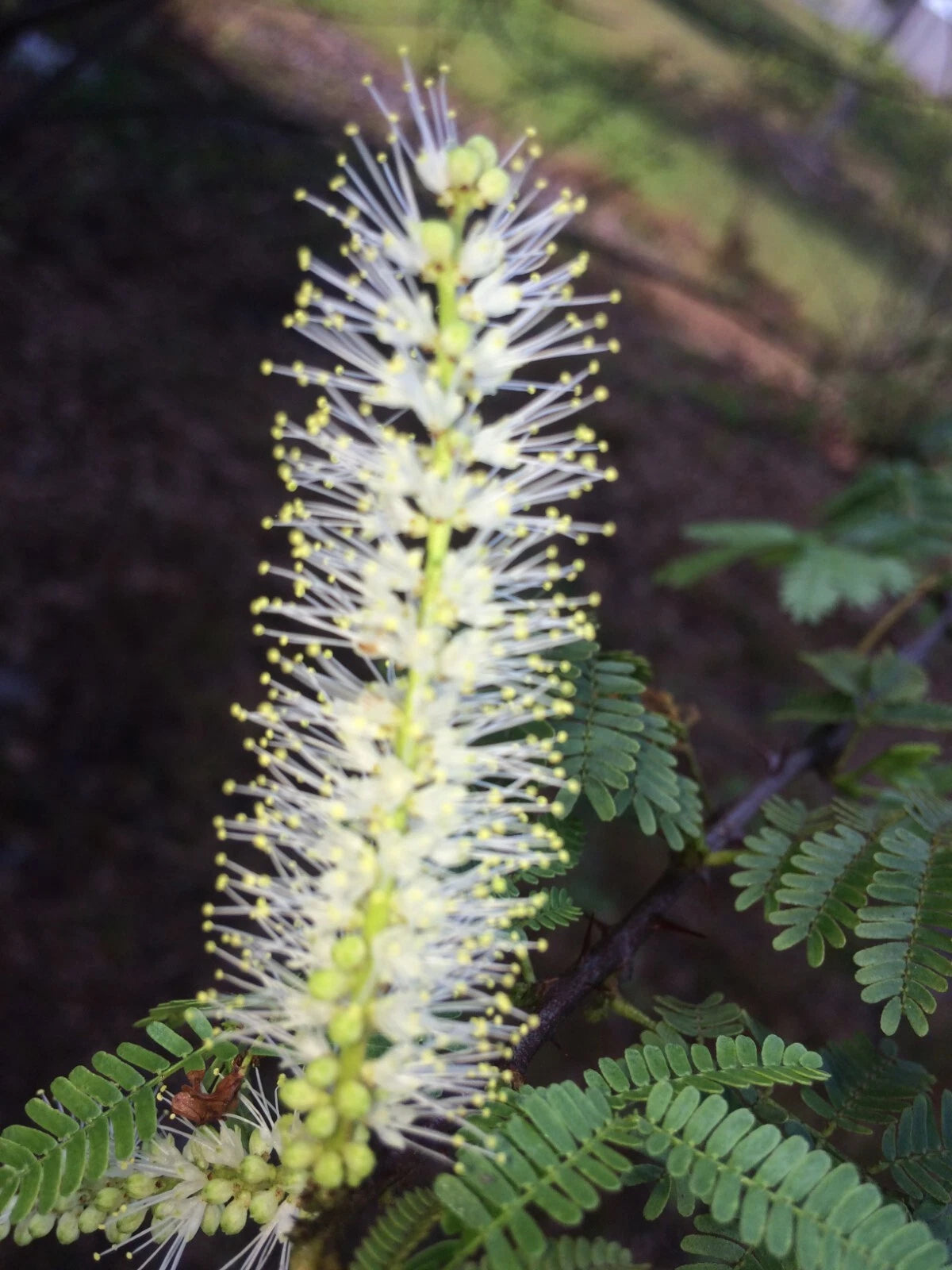 mimosa hostilis plant seeds Mimosa Tenuiflora Seeds Pods - 10 Seeds - Drought-Resistant Plant for 2024 Season