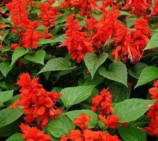 Scarlet Sage Flower Seeds 200+ Salvia coccinea Ornamental Garden Seeds   Jayme Garden