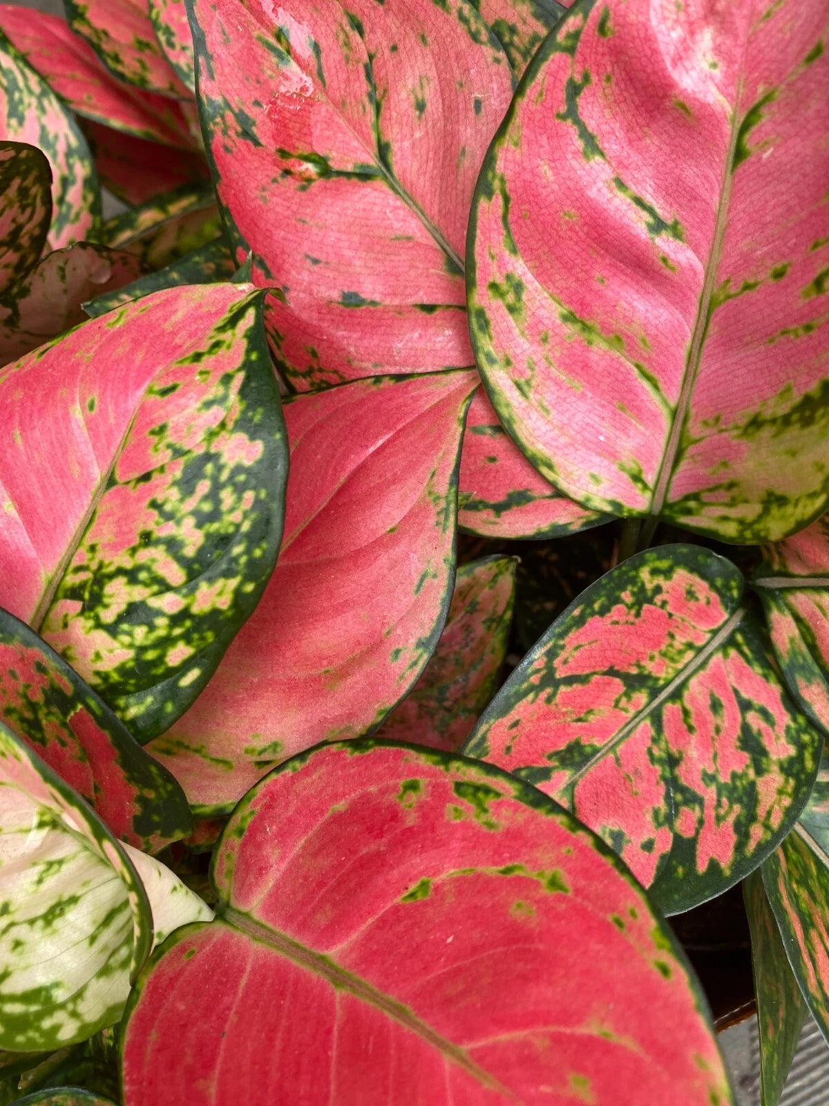 Aglaonema Zircon Plant 3" Pot Colorful Chinese Evergreen Rooted