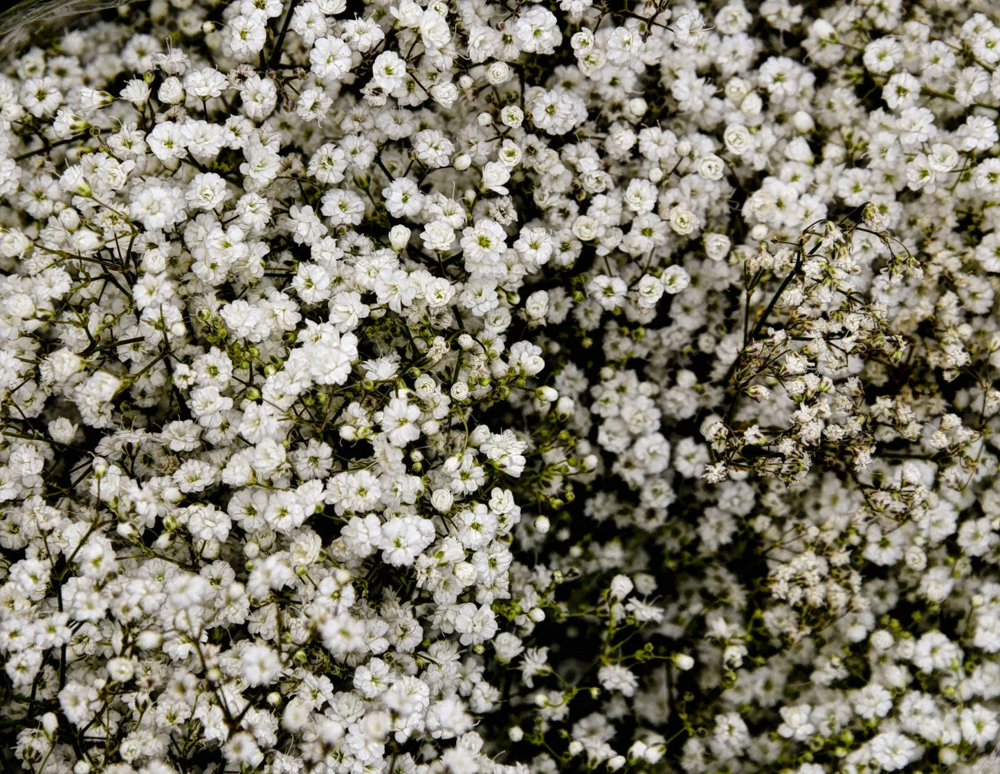 Baby's Breath Seeds 500+ Count White Flowers Gypsophila Elegans Drought Tolerant