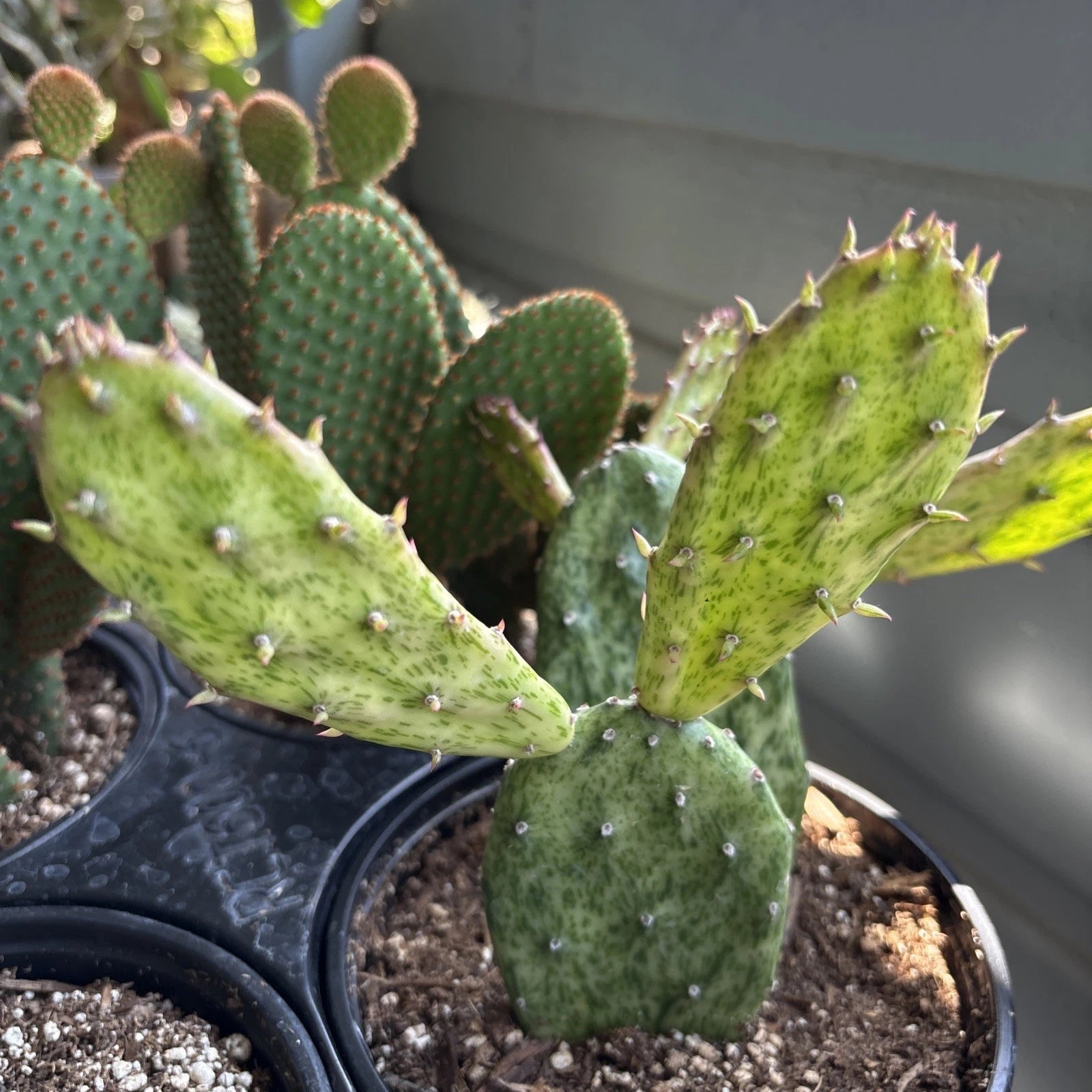 variegated prickly pear cactus Rare Variegated Opuntia Cochenillifera Succulent Plant in 6" Pot