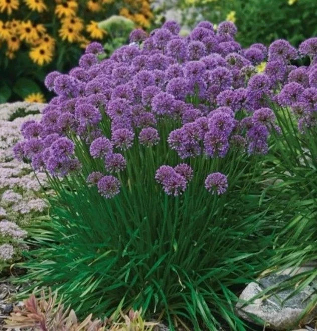 Allium Bare Roots Starter Plants - Millennium Allium (Allium 'Millennium') for Immediate Planting - 3+ Pack