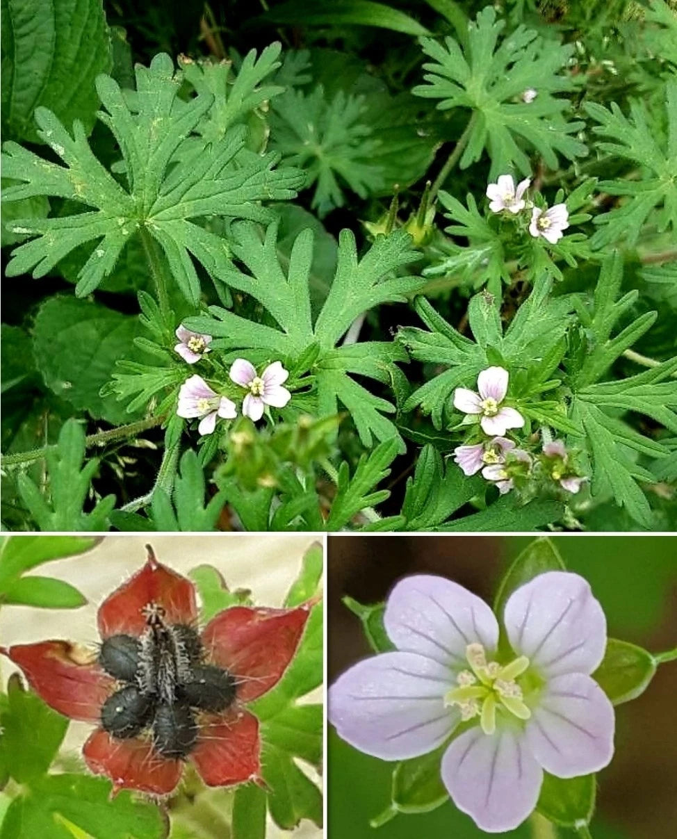 Carolina Geranium Seeds - 30+ Seeds - Geranium carolinianum - Carolina Cranesbill Herb