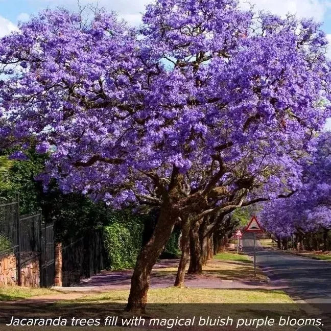 Blue Jacaranda Seeds - 10 Rare Flowering Trumpet Tree Seeds - Jacaranda mimosifolia