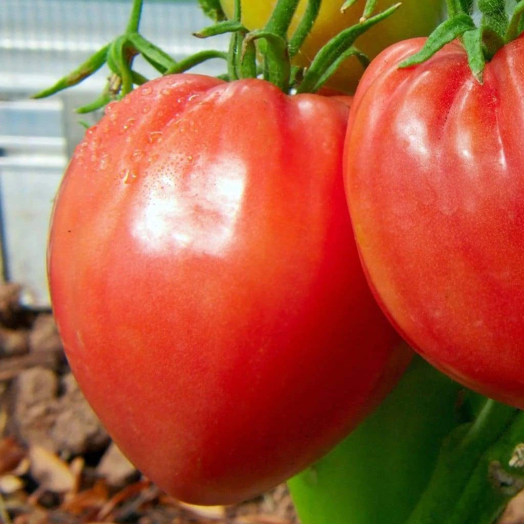 Pink Oxheart Tomato Seeds | Large NON-GMO Heirloom Variety