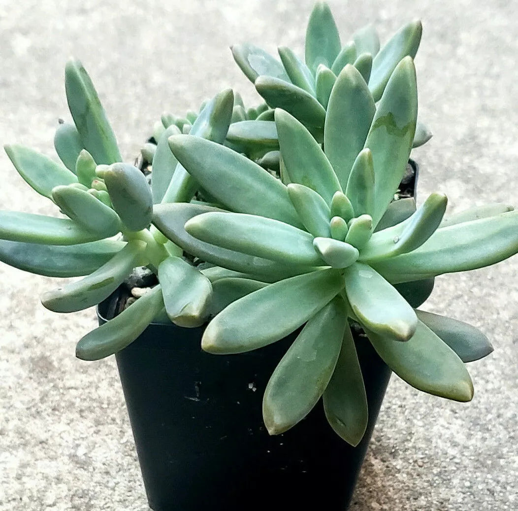 succulent blue pearl Pachyveria "Blue Pearl" - 2 Inch Diameter Succulent Plants