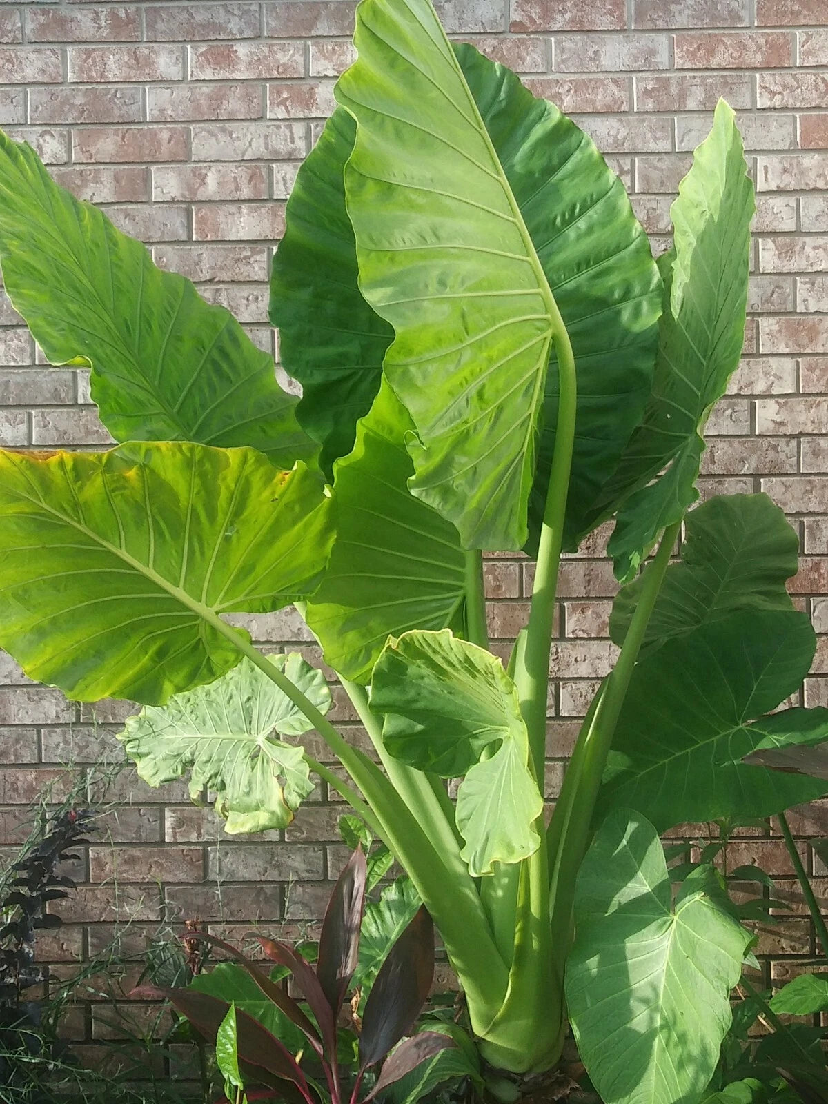 persian palm plant Alocasia 'Calidora' - 8ft Persian Palm - Elephant Ear Houseplant
