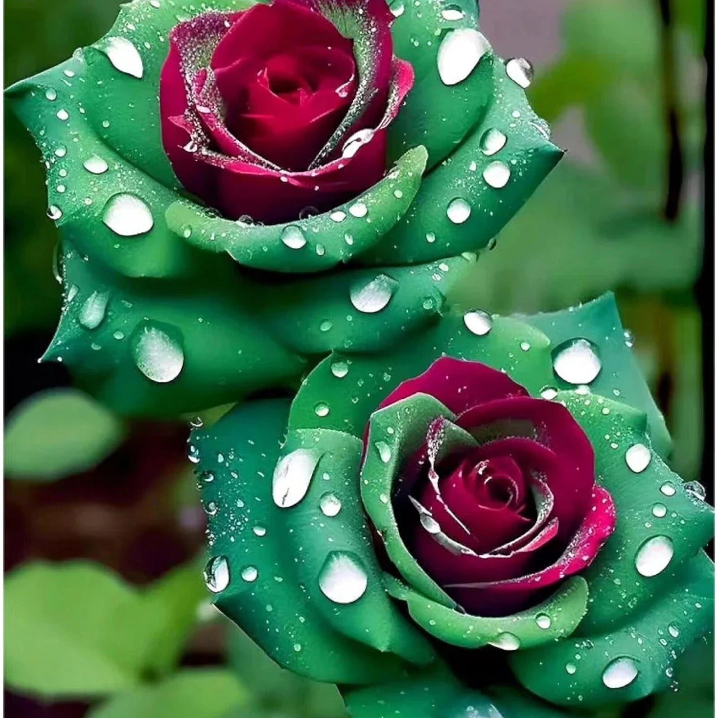 20pcs Ruby Green Twin Roses - Vibrant Bicolor Blooms for Your Garden - Rosa 'Ruby Green'