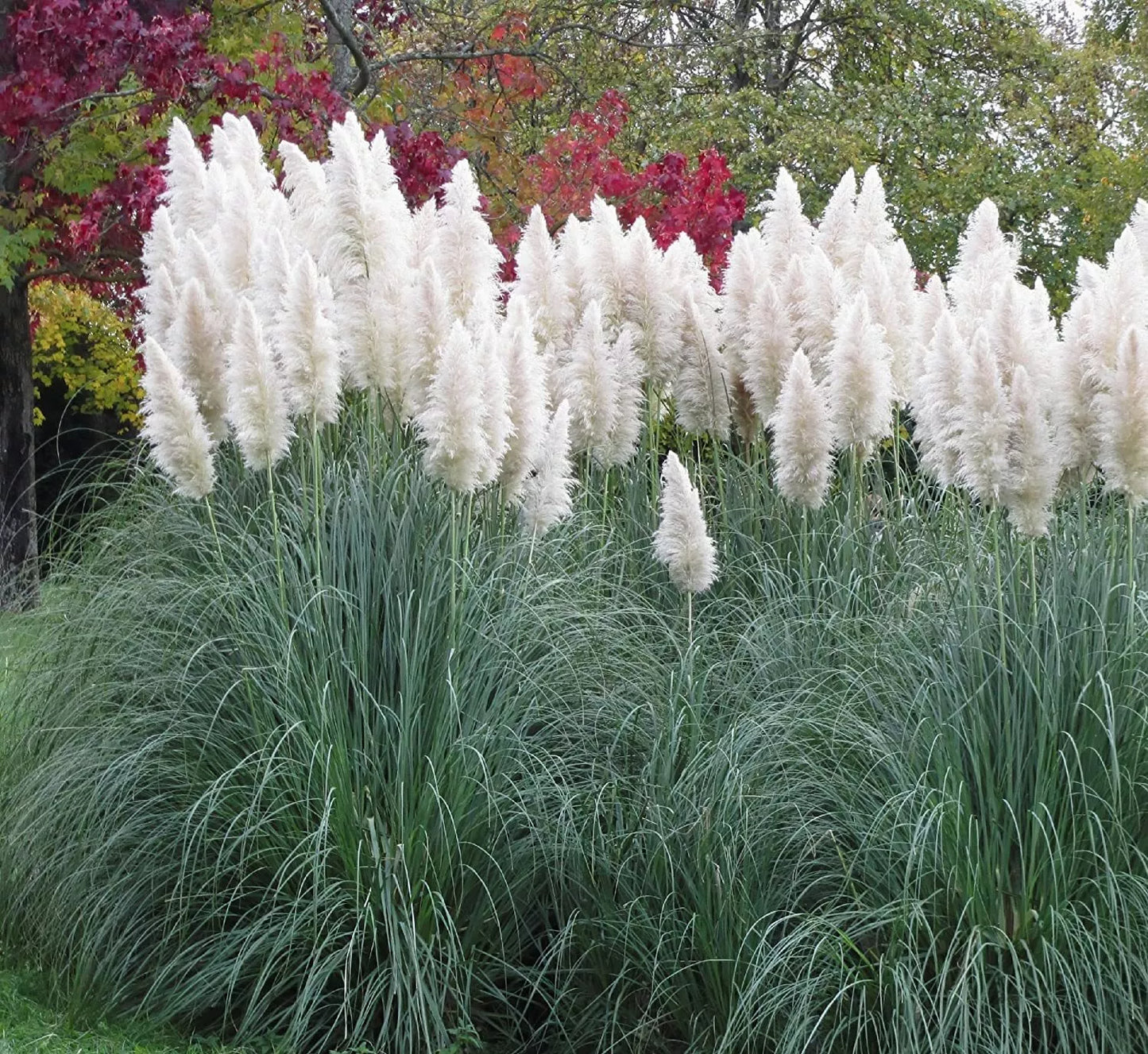 Giant White Pampas Grass Seeds - 500 Seeds - Ornamental Grass - Cortaderia selloana - Ships from Iowa, Made in USA