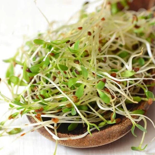 Bulk Alfalfa Seeds | Non-GMO Microgreens Cover Crop | Vegetable Garden Seed 2025 | Medicago sativa