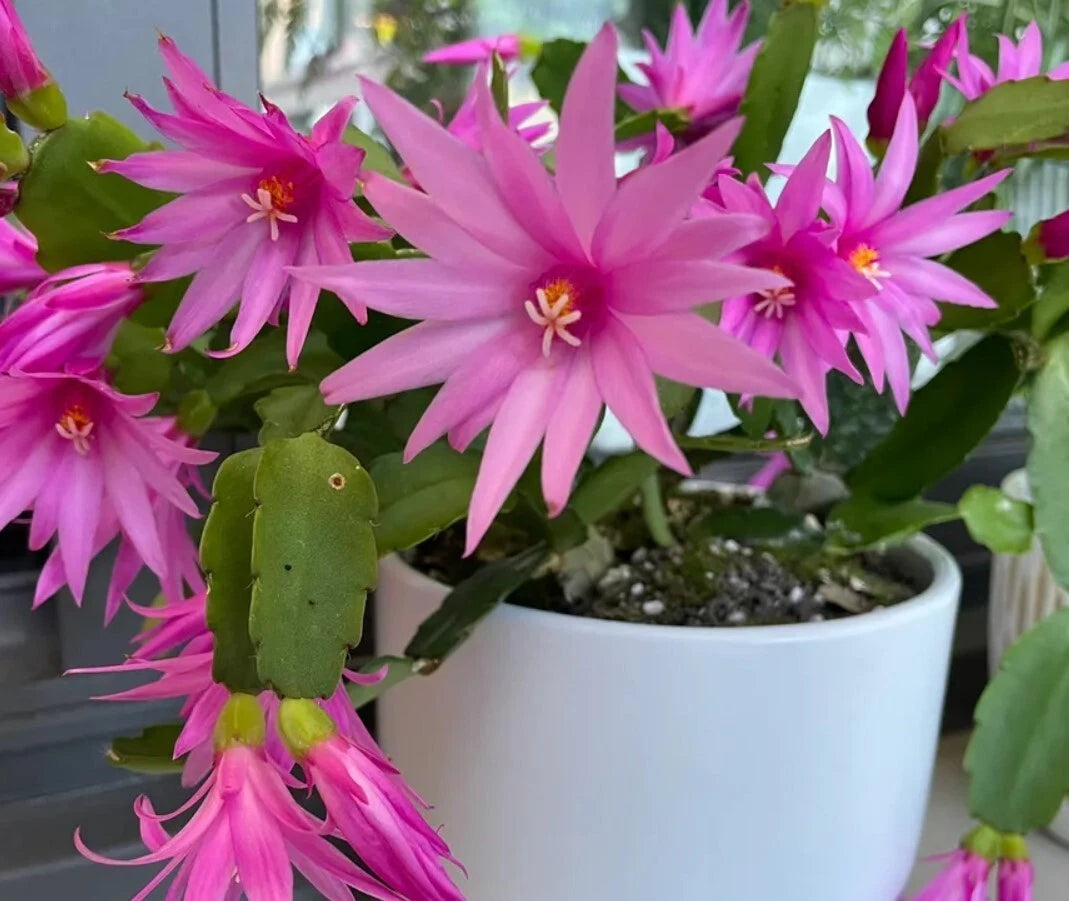 Easter Cactus Live Plant 3
