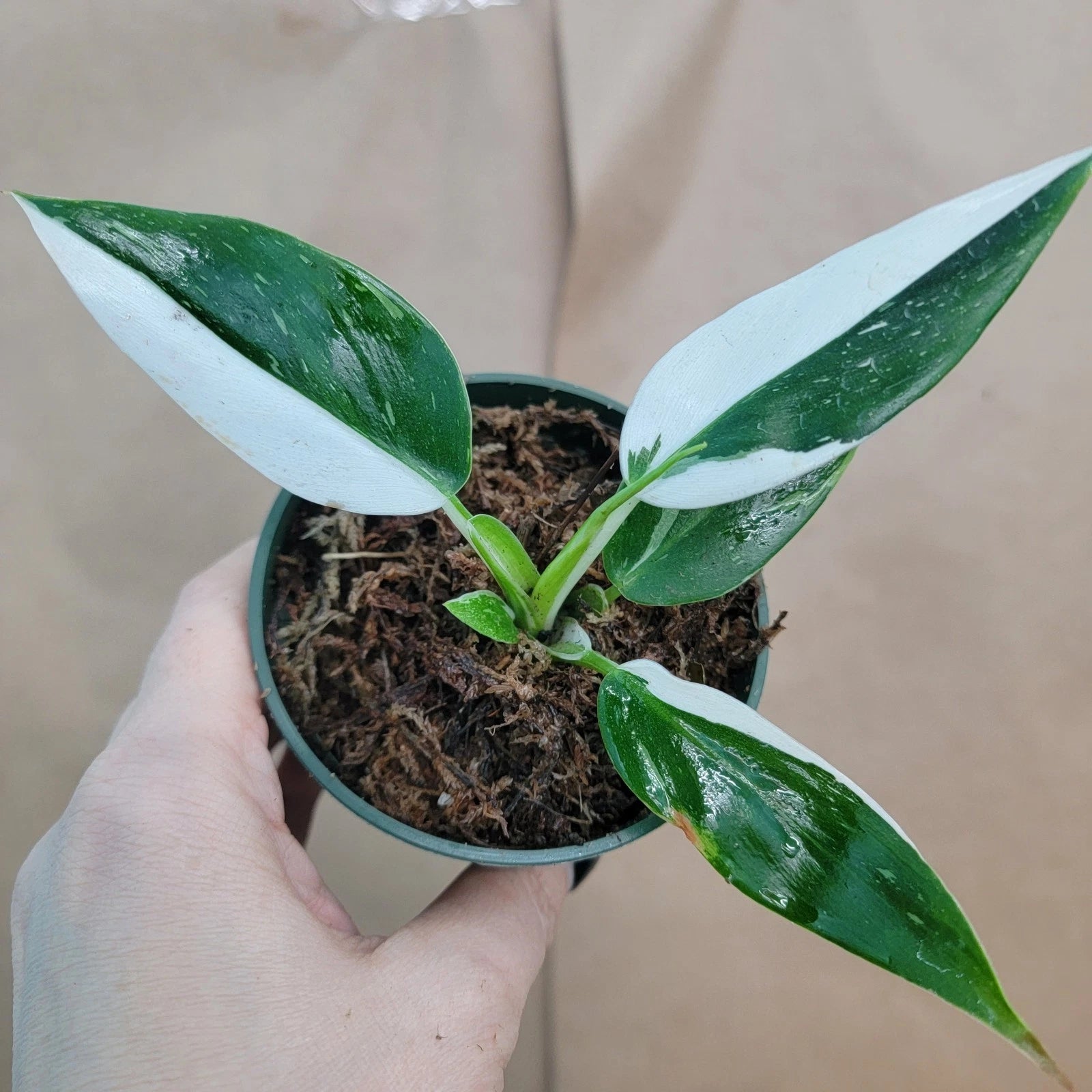 rare philodendrons Rare Philodendron White Princess Plant - Variegated Aroid in 3" Pot - Ideal for Collectors