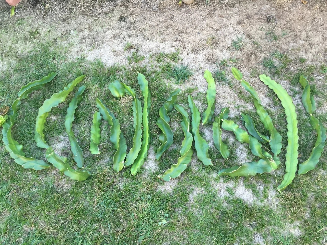 2 Red Dragon Fruit Cuttings 9–14" | Physical Graffiti Variety | Hylocereus Hybrid | Sweet Flesh, Fast Grower, Rare Edible Cactus