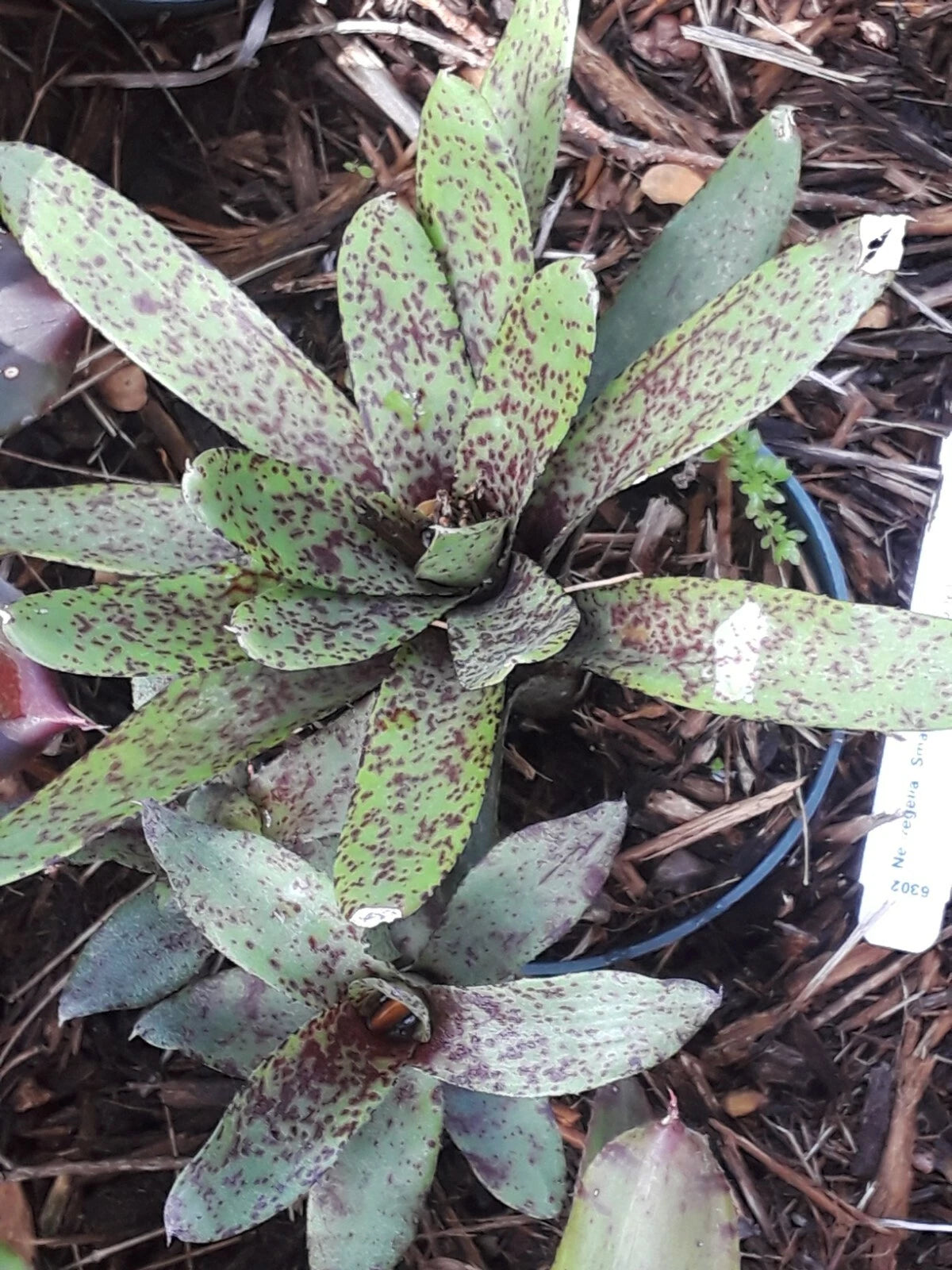 bromeliad plant air purifier Neoregelia Mini Bromeliad Plant - SMALL FRY Tropical Variety