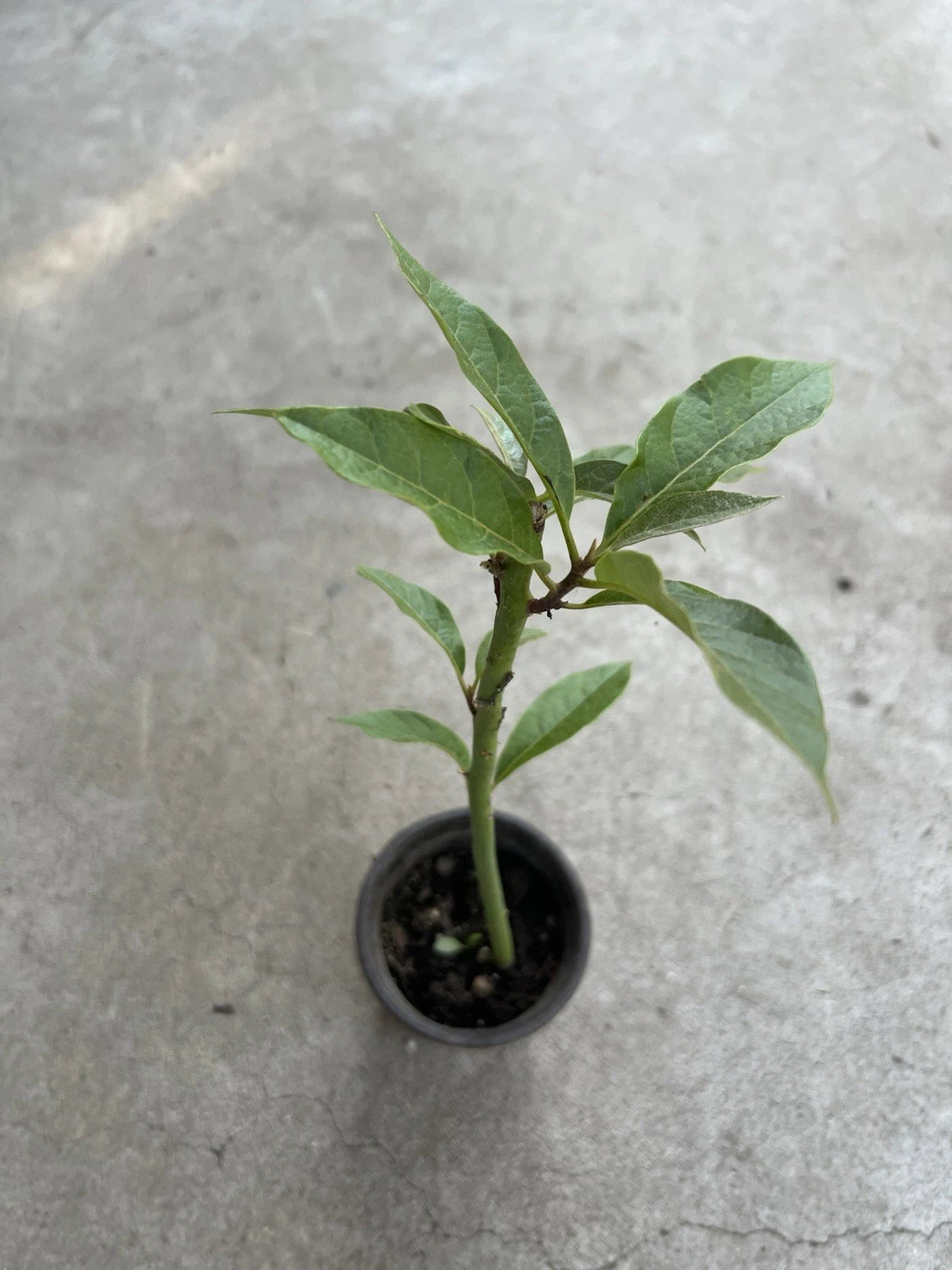 Avocado Tree Live Plant 12” Trimmed - Persea americana, Ready to Plant, Indoor/Outdoor Gardening