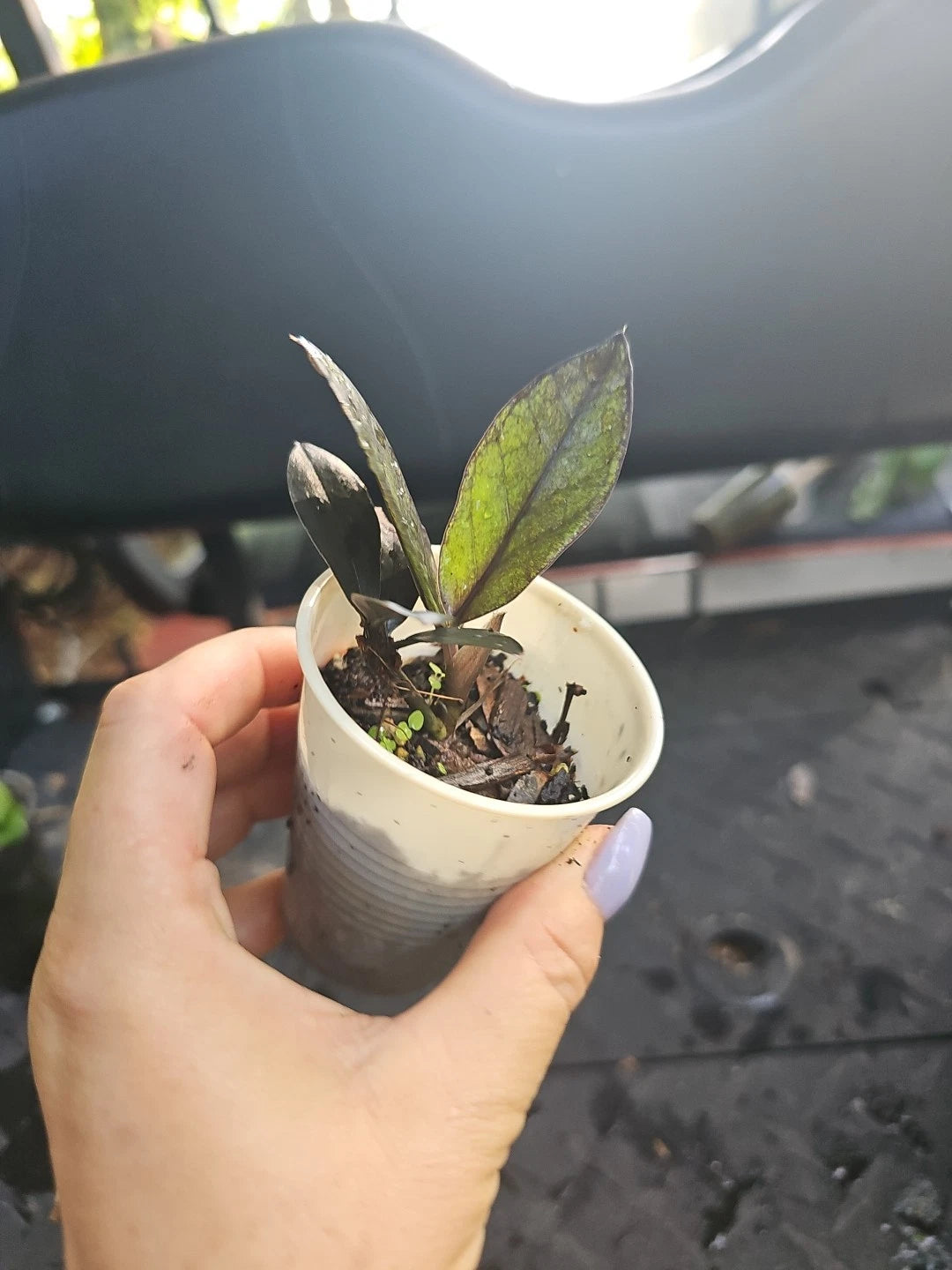 Black Raven ZZ Plant 2.5 Inch Pot Zamiifolia Zamioculcas Fully Rooted Indoor Houseplant