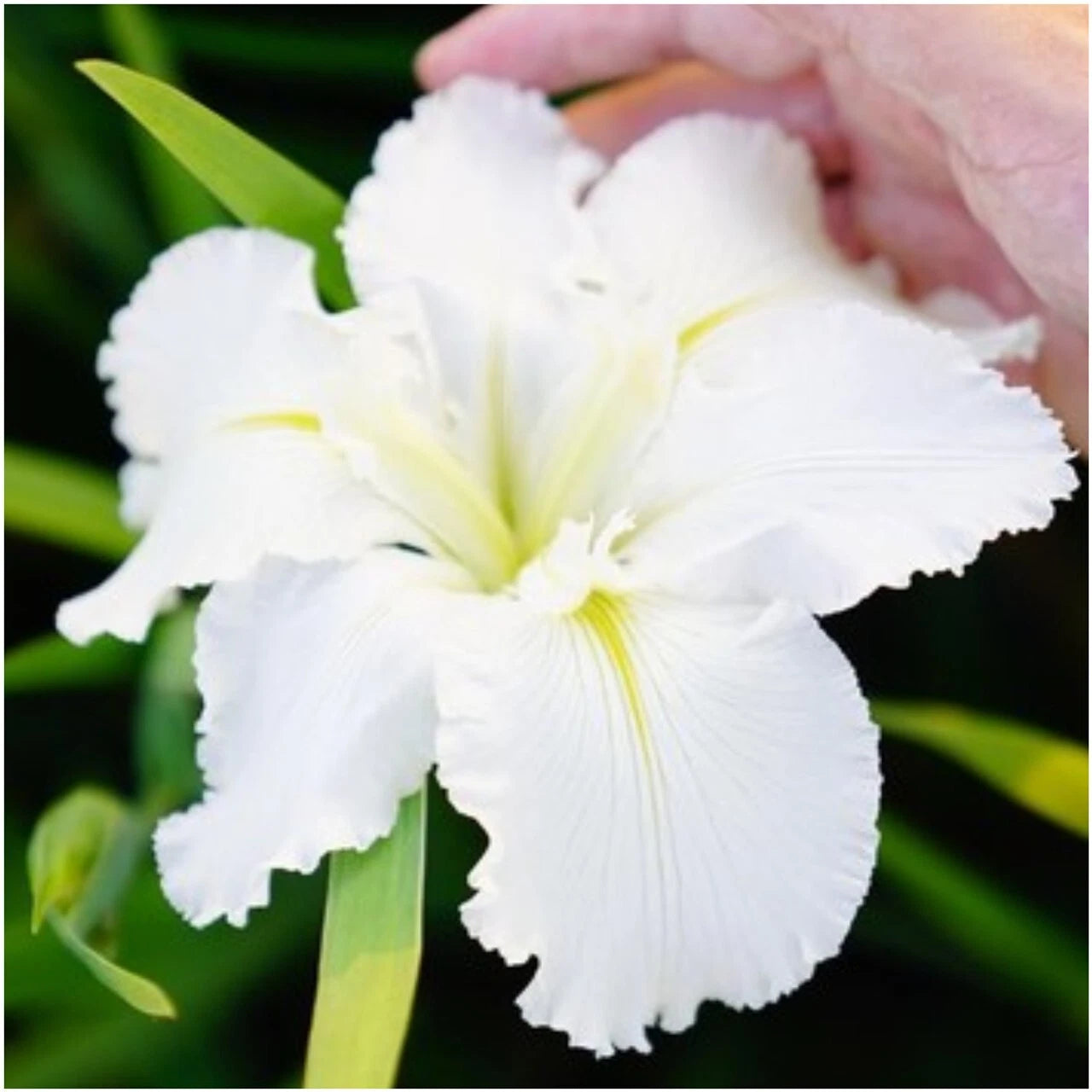 Iris Plant - 3 Fans - Waihi Wedding - True White with Green Veining - Iris germanica