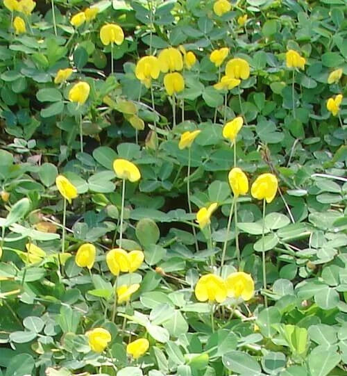 Peanut Seeds - 20 Count - Arachis hypogaea