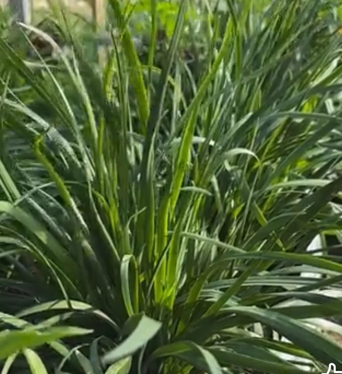 Garlic Chives Seeds - 150+ Seeds - Chinese Leek Jiu Cai - Broadleaf Nira - Allium tuberosum